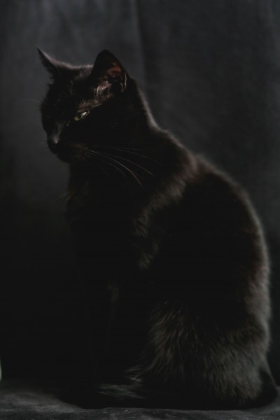 与黑夜融为一体的黑猫图片