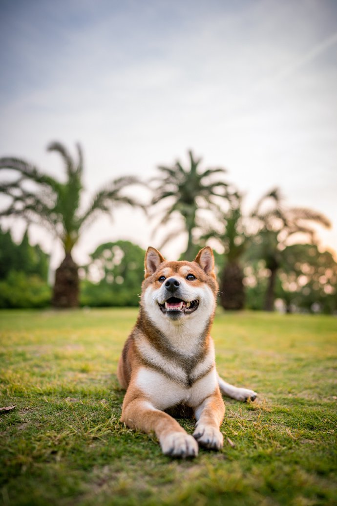 青青草地里可爱的柴犬图片