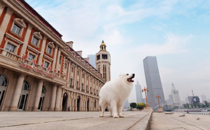 欧洲街外景拍摄的狗狗图片