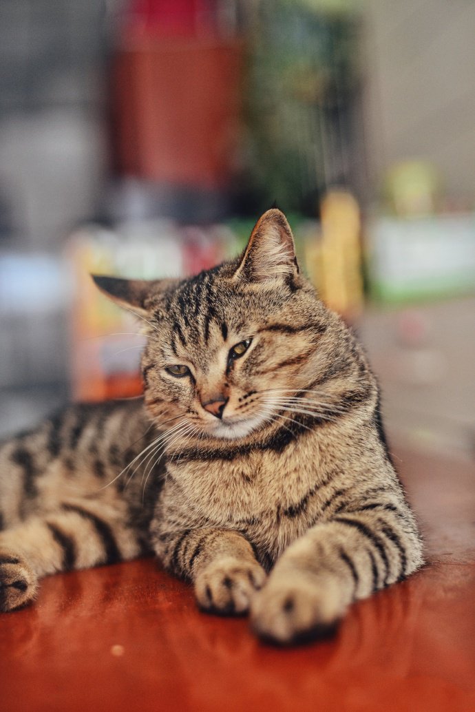 一组眼神凶猛的狸花猫图片