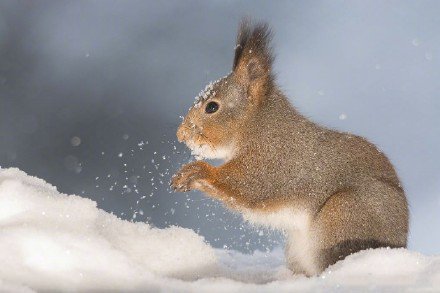 瑞典小松鼠雪地撒欢沉醉啃雪球激萌可爱