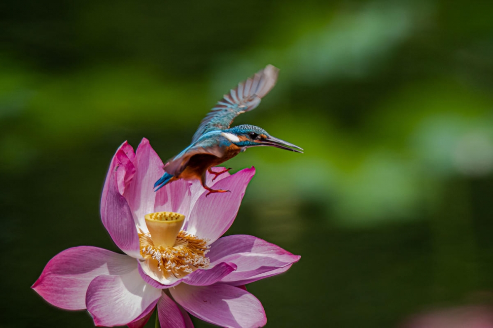 采荷花的翠鳥圖片