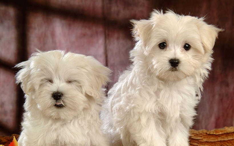 超大可爱卷毛比熊犬图片