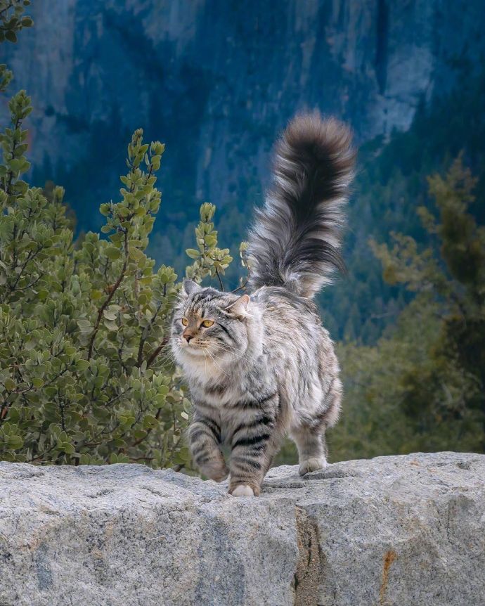 行走中的西伯利亚森林猫男孩