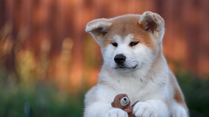 一组可爱呆萌的秋田犬图片欣赏