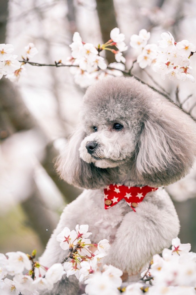 樱花树上可爱的贵宾犬图片