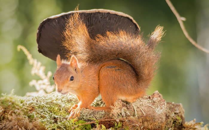 一组毛茸茸超可爱的棕色松鼠图片