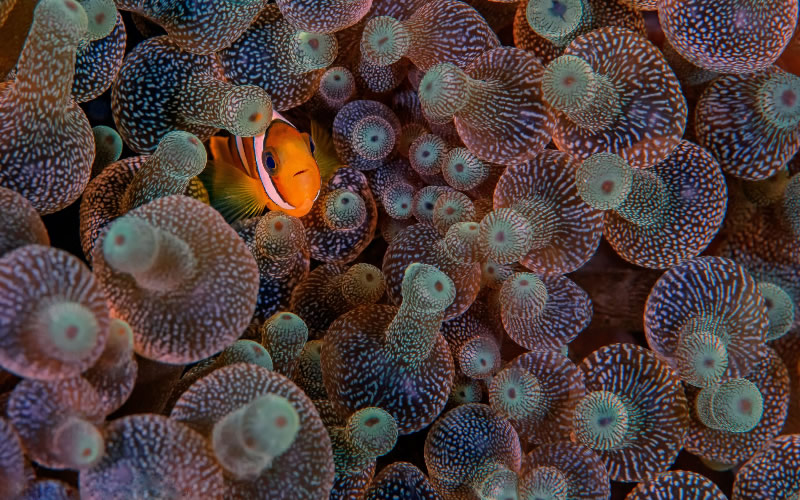 可愛天真的小丑魚