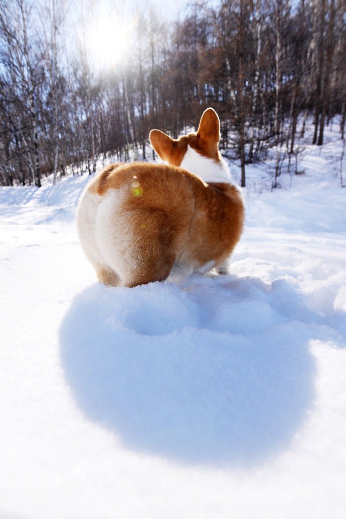 一组雪地里可爱的柯基图片欣赏