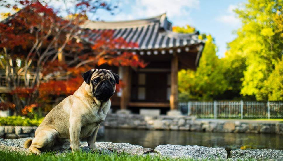 一組可愛搞怪的巴哥犬圖片欣賞