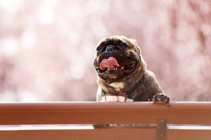 開心到合不攏嘴的斗牛犬