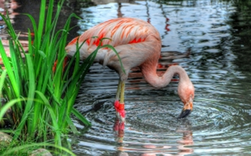 精選火烈鳥動物圖片