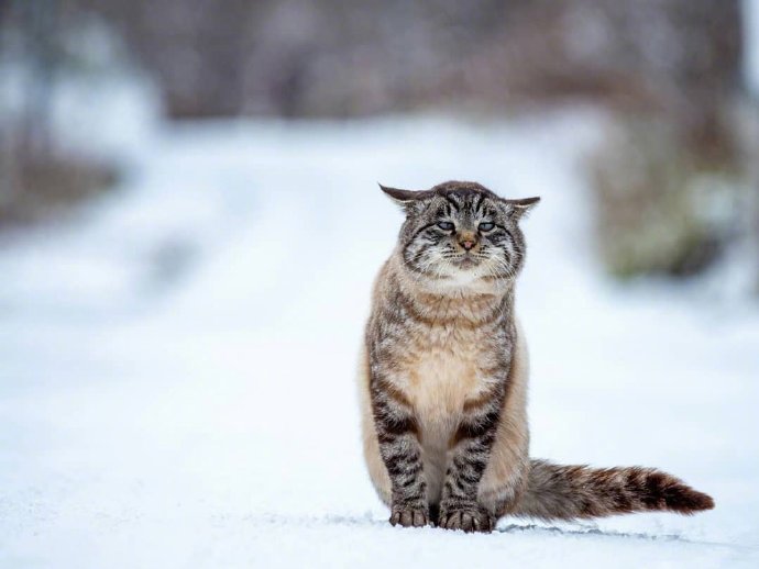 在雪地里的猫咪图片