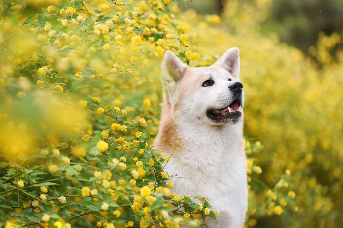 一组为数不多的可爱秋田犬图片欣赏