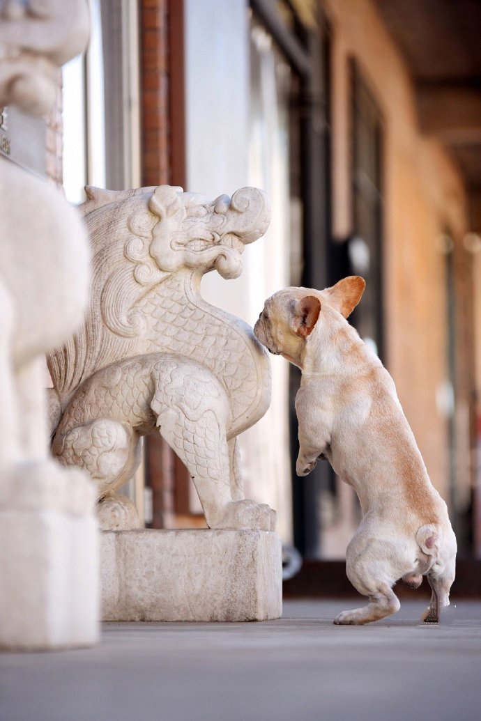 一组玩飞盘的法斗犬图片