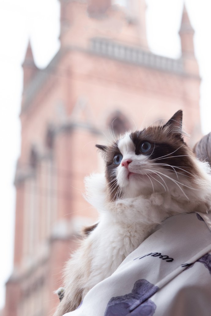 毛发蓬松的布偶猫图片