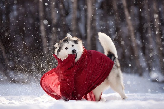 雪地里开心的哈士奇图片