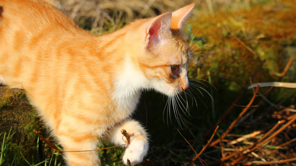 可爱的虎斑猫图片