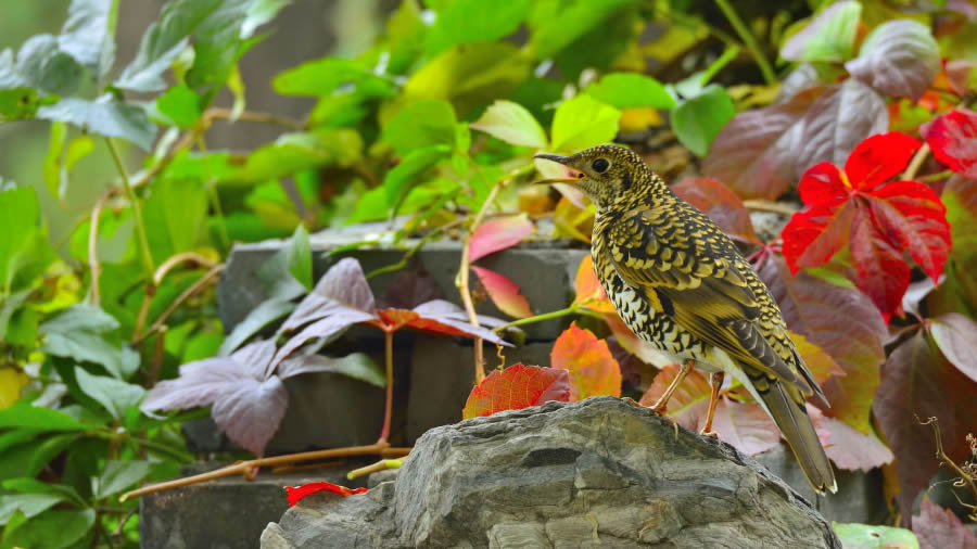 虎斑地鶇鳥高清唯美攝影圖片