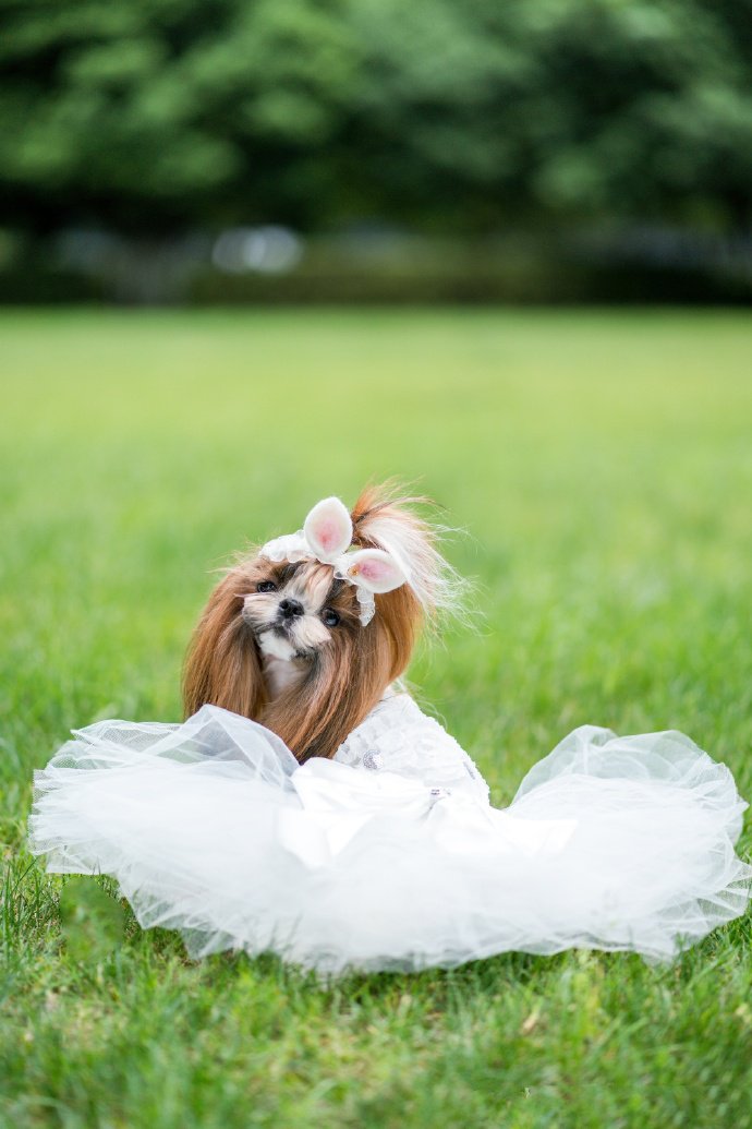 一組繡球花下可愛蝴蝶犬圖片