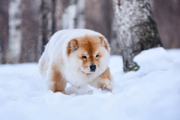 一組毛色獨特的松獅犬圖片