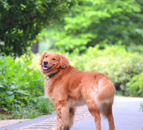 一组机警活泼的金毛犬图片欣赏