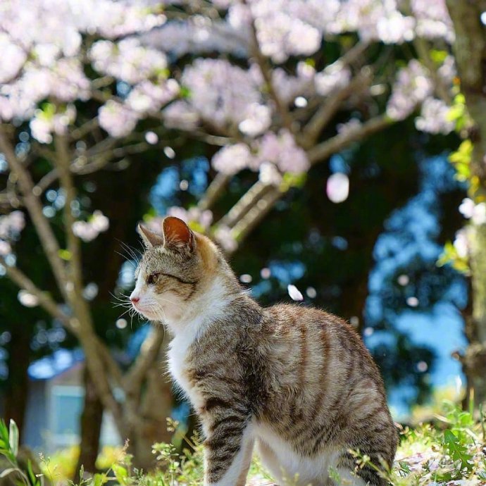 一组花间小猫图片