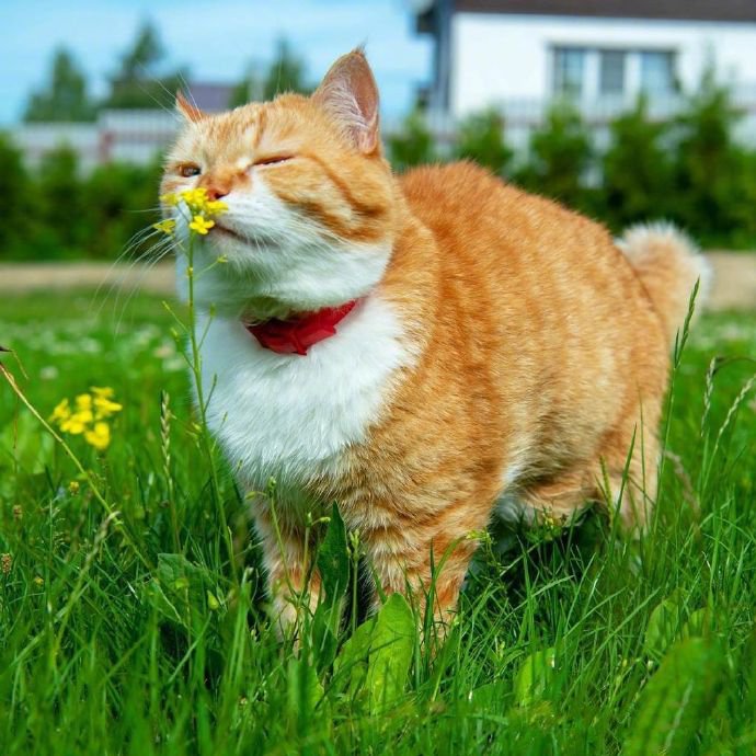 一组可爱小猫咪的夏天拍照时间