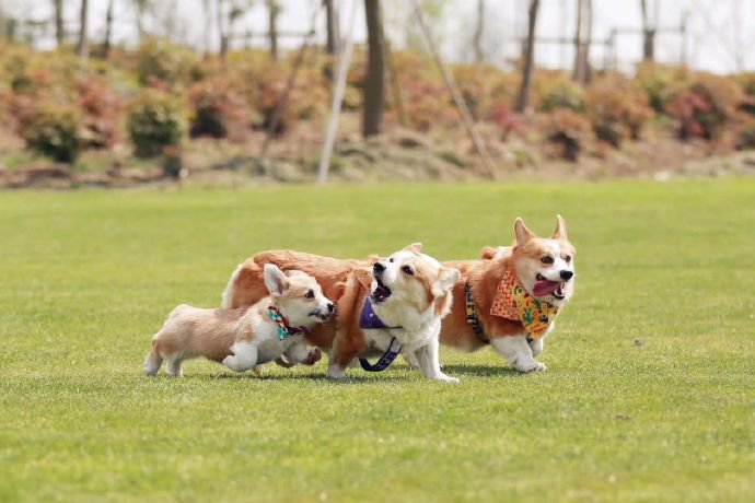 一组超可爱的三只柯基犬图片