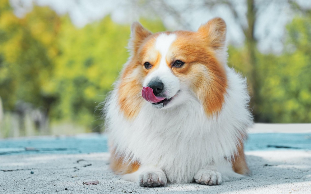 可愛的柯基犬高清桌面壁紙