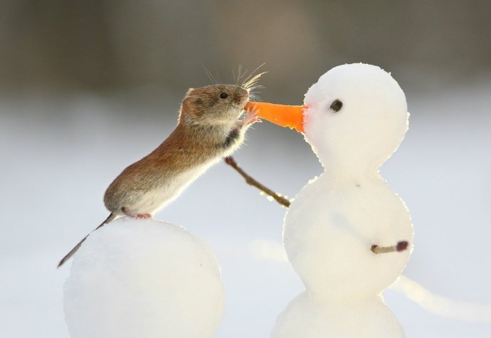 玩雪人的可爱小老鼠图片