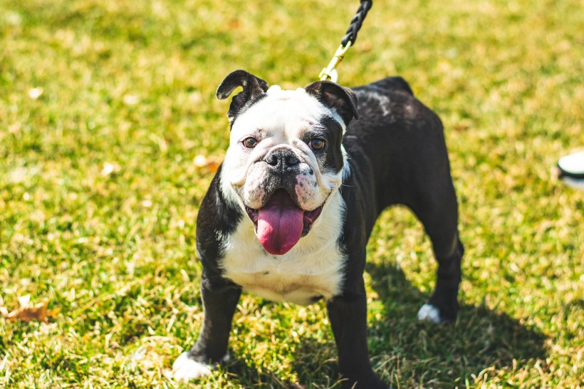 一組安靜可愛的斗牛犬圖片欣賞