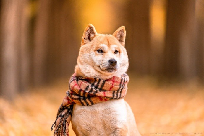 柴犬和秋天很配哦