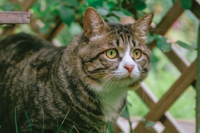 在秘密花园里的狸花猫图片