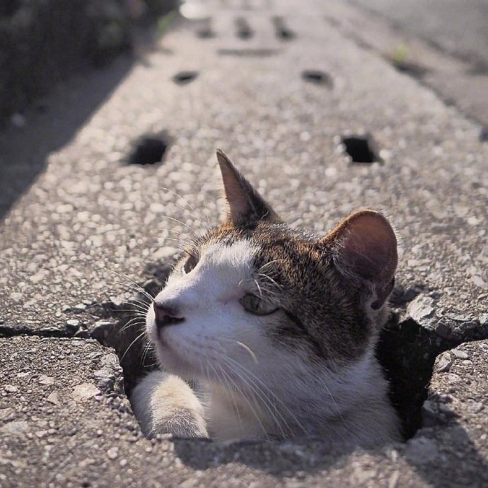 一组调皮捣蛋的小猫咪图片