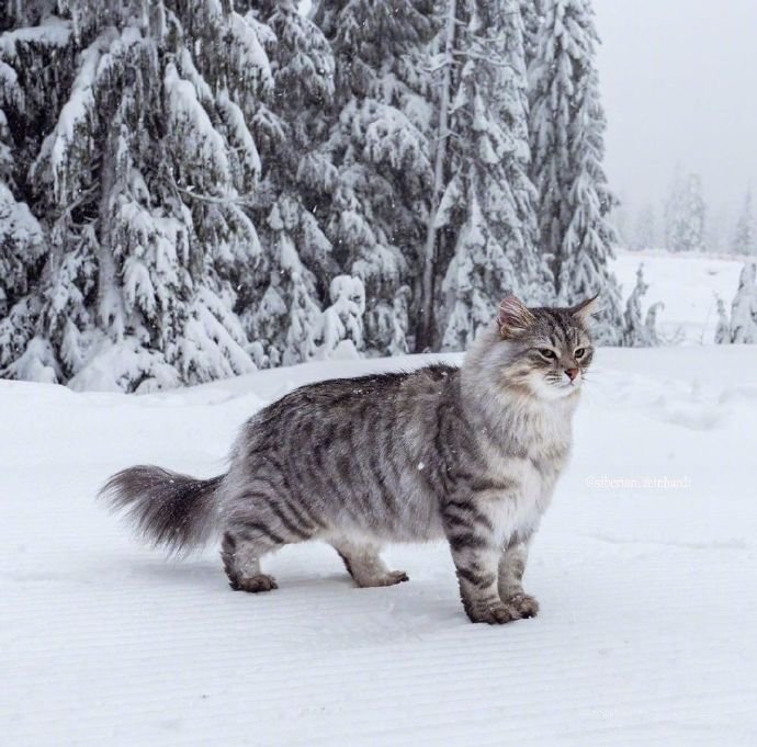 在温哥华林间雪地上漫步的西伯利亚森林猫