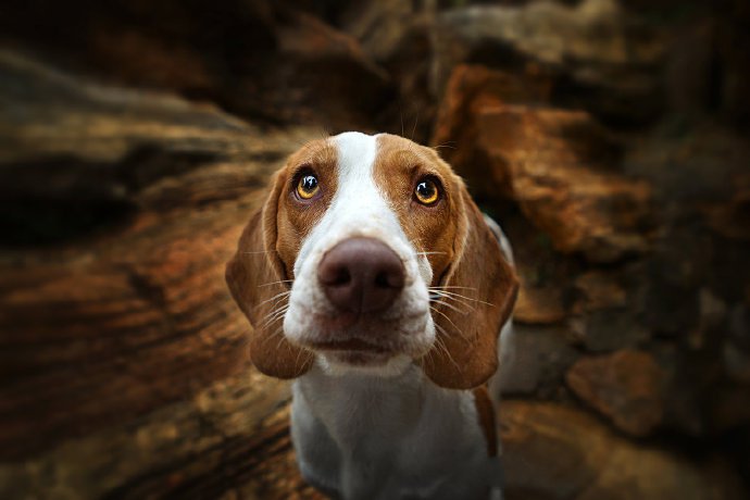 一组可爱的大耳朵狗狗拍摄图片欣赏