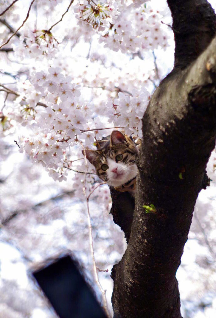 樱花下可爱小猫咪唯美图片