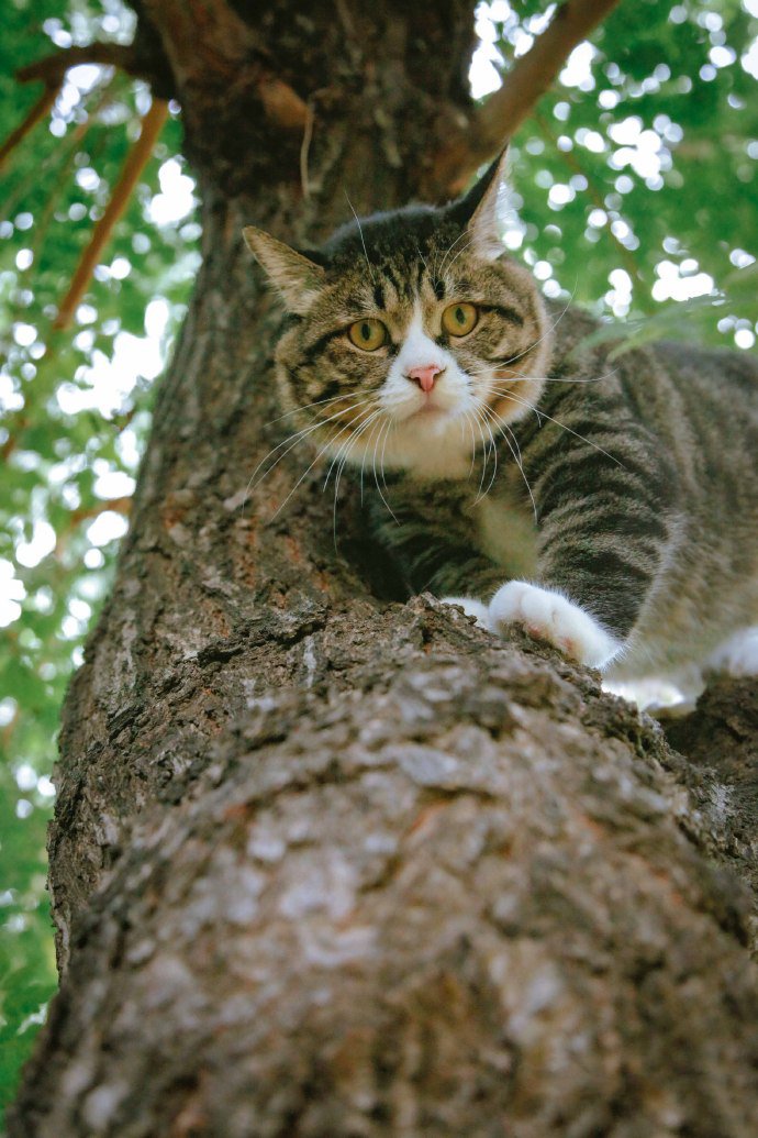 喜欢爬树的猫咪图片