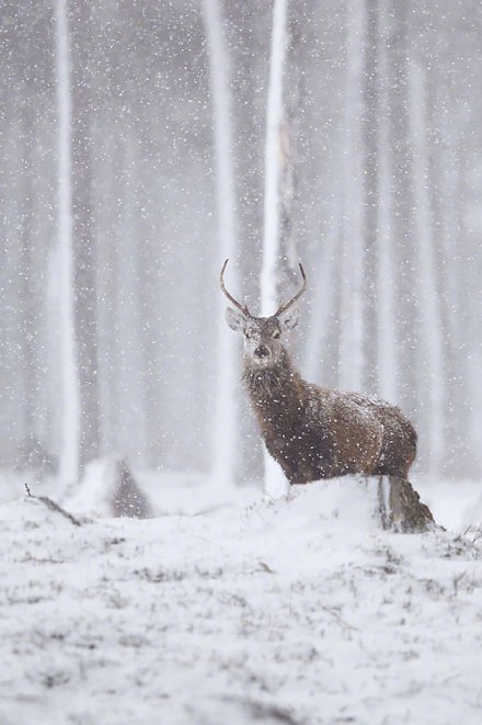 在雪地里驕傲的鹿先生圖片