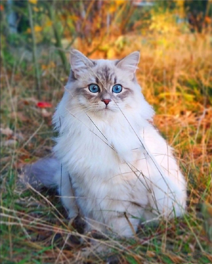 一只比利时的西伯利亚森林猫，神仙喵仙女