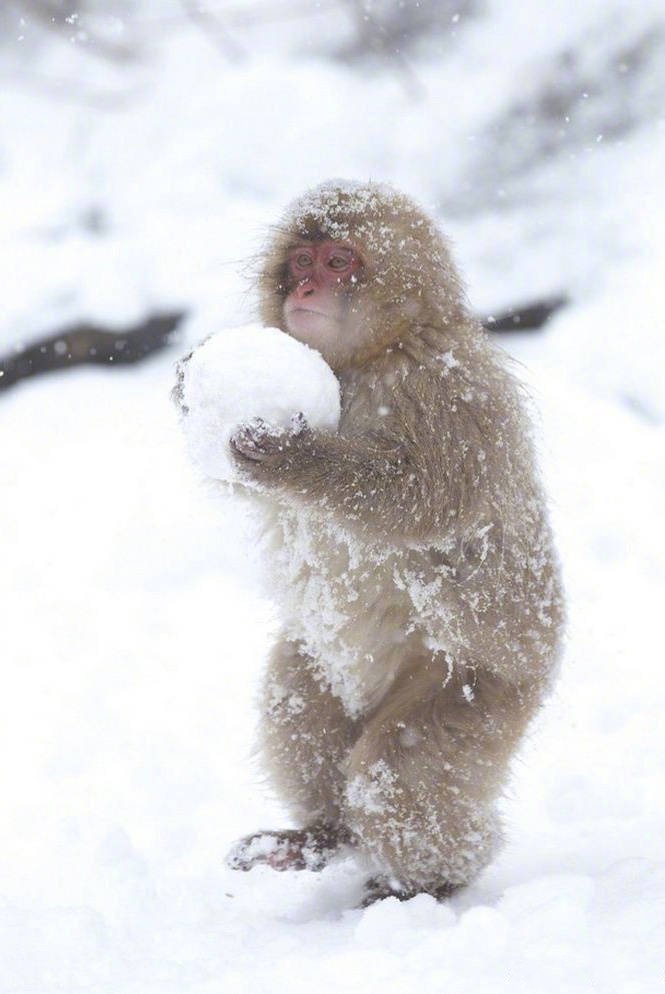 小猴子喜歡打雪仗的圖片欣賞