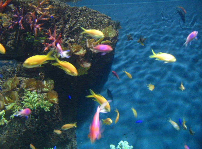 上海水族馆里的鱼儿图片