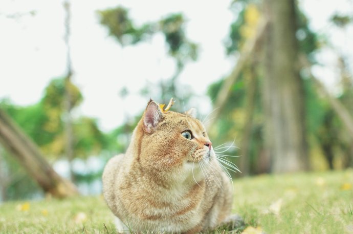 一组招人喜爱的小猫咪