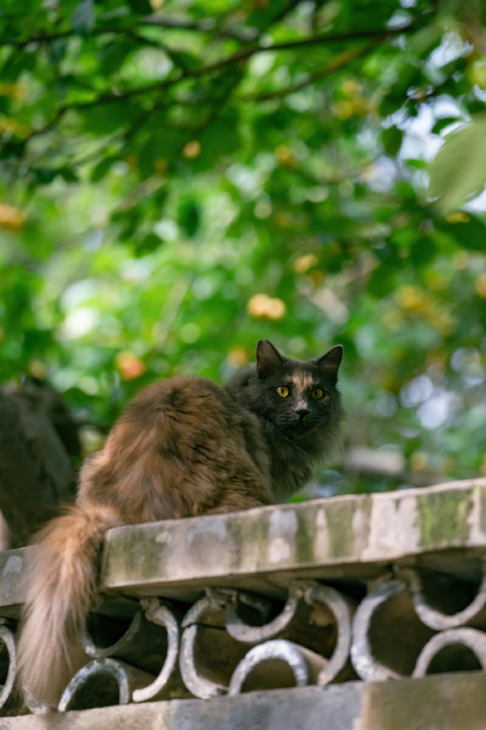 北京初秋的长毛大猫，颜值颇高