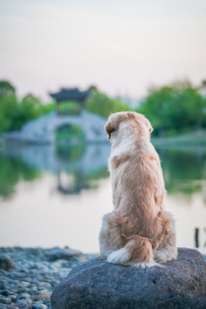 一組干凈乖巧的金毛圖片