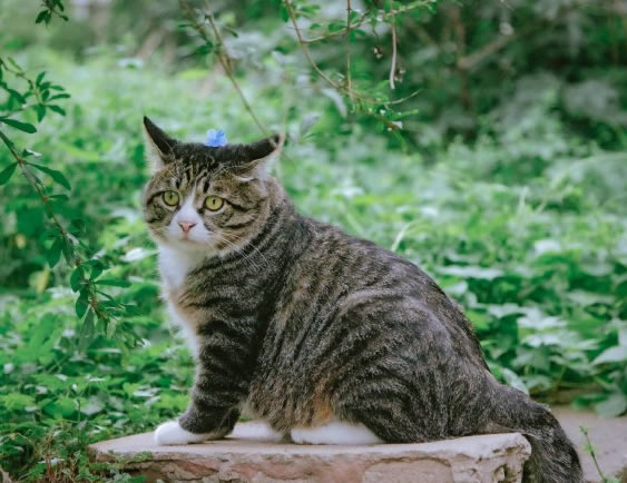 脑袋上戴朵小花的狸花猫图片