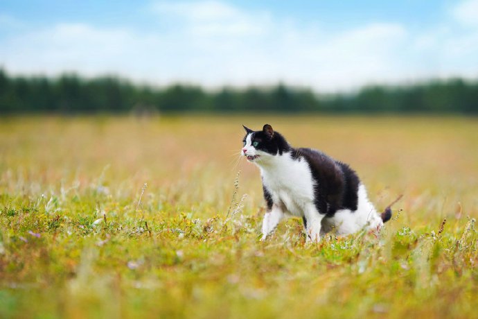 一只走进库布齐沙漠的家养猫