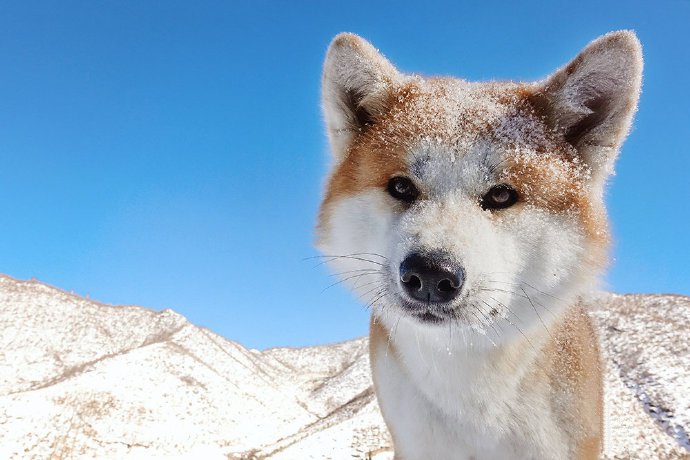 一組為數(shù)不多的可愛秋田犬圖片欣賞