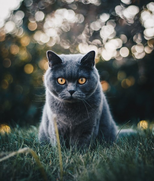 身手敏捷的俄罗斯蓝猫图片